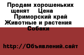Продам хорошеньких щенят! › Цена ­ 250 - Приморский край Животные и растения » Собаки   